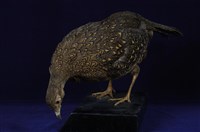 藍腹鷴藏品圖，第11張